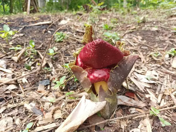 Ormanda açan kırmızı ve yeşil bir çiçek.