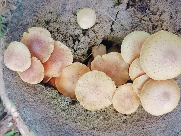 Ağaç kütüğünde büyüyen Solgun Mantar Kümesi