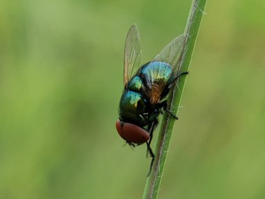 Yeşil Köklü Bir Yeşil ve Mavi Sinek