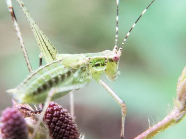 Bir Bitki Üzerinde Yeşil Katydid 'in Yakın Çekimi