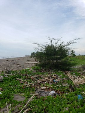 Enkazı olan plaja bakan bir ağaç.