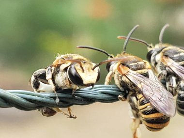 Three Bees Resting on a Twisted Wire clipart