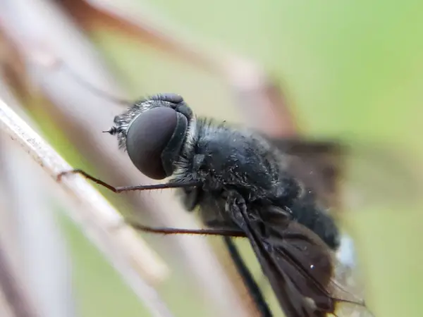 Bir Çimen Bıçağına Tünemiş Kara Sinek