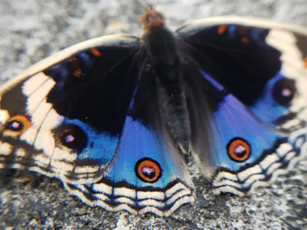 Kanatlarında Turuncu ve Beyaz İşaretli Mavi ve Siyah Kelebek