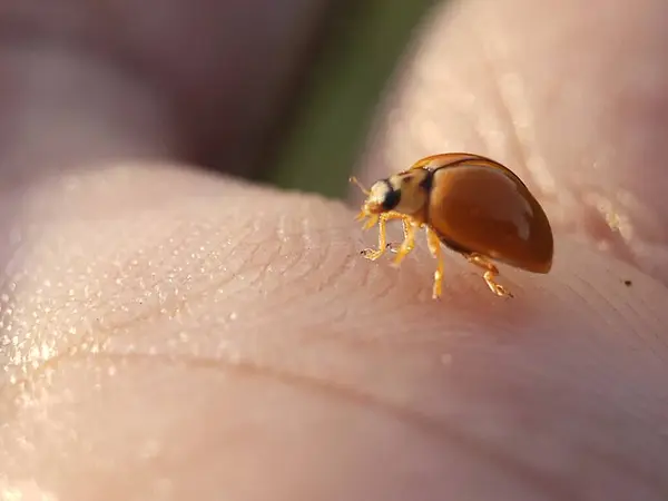 İnsan Elindeki Uğurböceğinin Yakın Çekimi