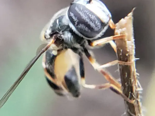 Siyah ve Beyaz Çizgili Dal Üzerinde Bir Sineğin Yakın Çekimi