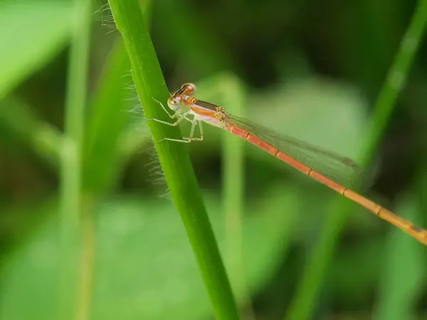 Orange ve White Damselfly Yeşil Köke Tüymüş