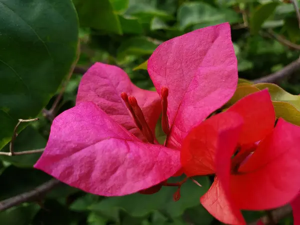 Kırmızı Stamens 'li Pembe Bougainvillea Çiçeği' nin yakın çekimi