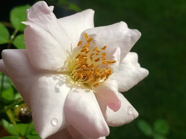 Sarı Stamens ve Su Damlacıkları ile Bir Beyaz Gülün Yakın Çekimi