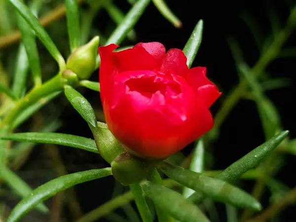 Yeşil Kök 'te Çiçek açan Tek Kırmızı Çiçek