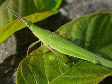 Canlı bir Yeşil Çekirge Yaprağın üzerine tünemiş