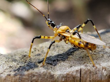 Kaba Kabukta Sarı ve Siyah Suikastçı Böceği
