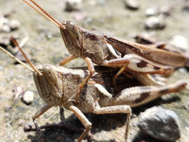 Two Brown Grasshoppers Mating on a Gravel Surface clipart