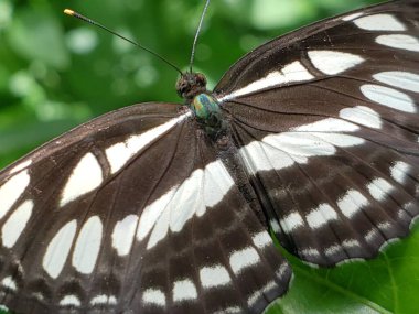 Yeşil Gözlü Siyah-Beyaz Kelebeğin Yakın Çekimi