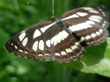 Yeşil ve Sarı Renkli Siyah ve Beyaz Kelebek Yaprağın Üzerinde Dinleniyor