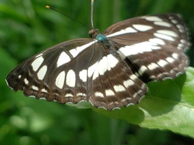 Yeşil Gözlü Siyah ve Beyaz Kelebek Yeşil Yaprakta Dinleniyor
