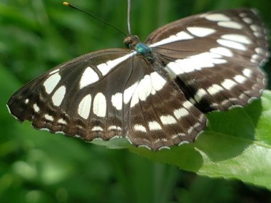 Yeşil Gözlü Siyah ve Beyaz Kelebeğin Yakın Çekimi Yaprağın Üzerinde Dinleniyor