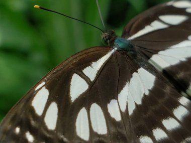 Yeşil Aksanlı Siyah ve Beyaz Kelebek Kanadının Yakın Çekimi