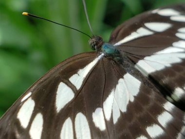 Yeşil Detaylı Siyah ve Beyaz Kelebek Kanadının Yakın Çekimi
