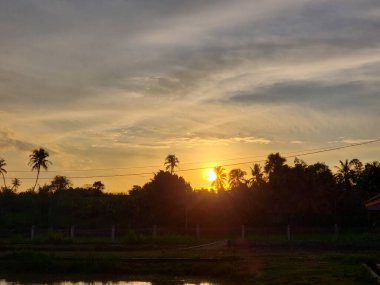 Siluetli Palmiye Ağaçları ve yemyeşil arazide Günbatımı