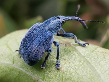 Yeşil Yapraklı Mavi Buğday biti
