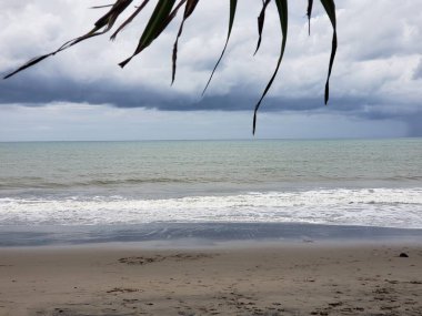 Palm Fronds Kumsala ve Okyanusa Bakar