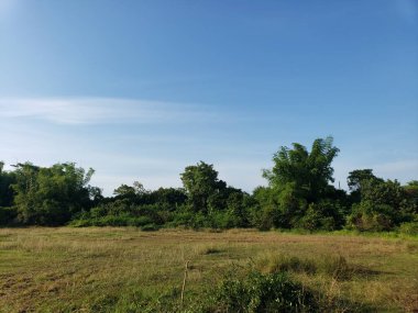 Mavi gökyüzü ve Ağaç sırası olan Yeşil Çimen Tarlası