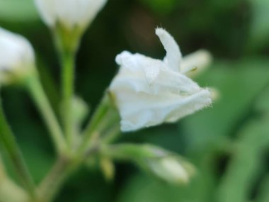 Yeşil Arkaplanlı Beyaz Çiçek Bud Yakın plan