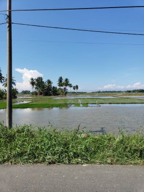 Su basmış pirinç tarlaları ve palmiye ağaçlarıyla Kırsal Yol Manzarası