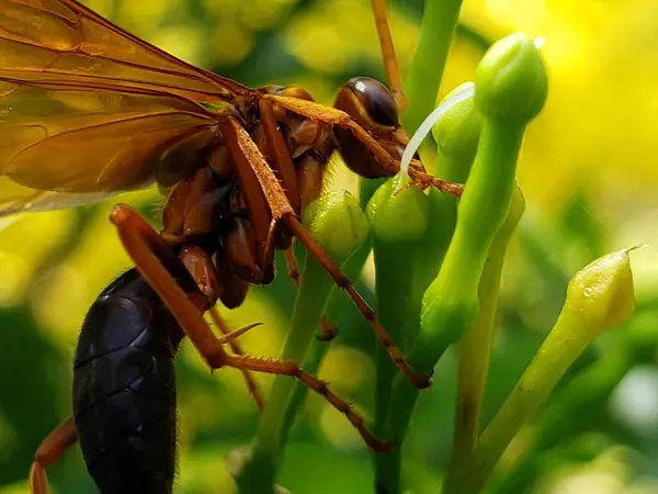 Yeşil Kökteki Kahverengi Eşek Arısının Yakın Çekimi