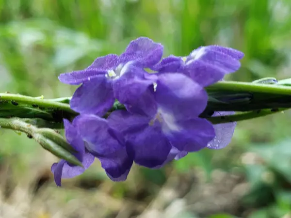 Yeşil Kökle Yakın Çekimde Mor Çiçekler