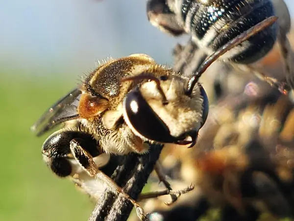 Arka planda Bulanık Arılı Arının Yakın Çekimi