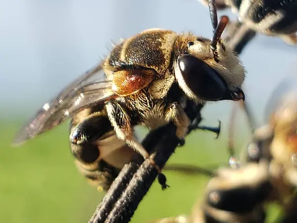 stock image Close-up of a Bee Perched on a Branch