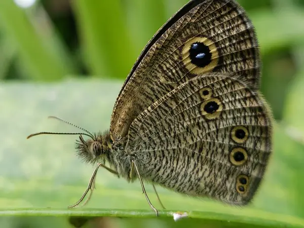 Bir Gri ve Siyah Kelebeğin Detaylı Yakın Çekimi Kanatları Yeşil Yaprak 'a bağlı