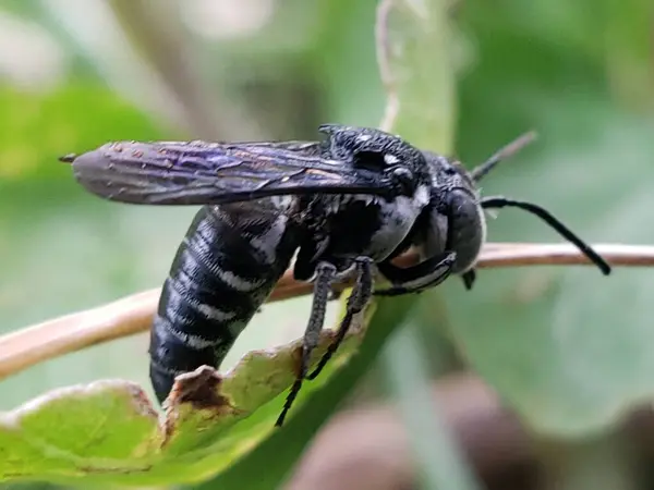 Siyah ve beyaz çizgili bir arı Köküne tünemiş