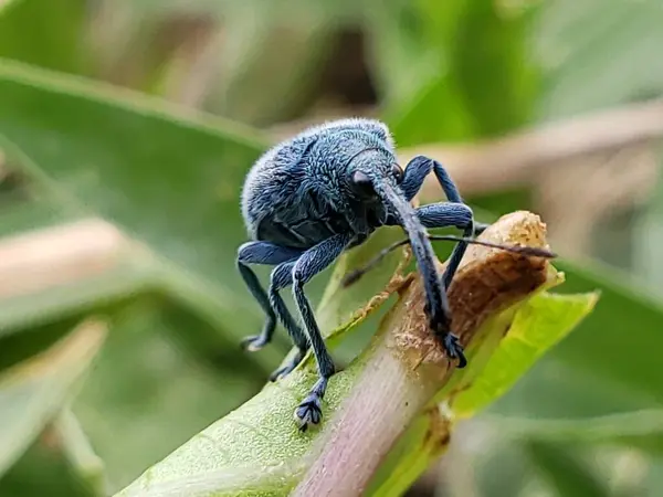 Mavi Buğday biti Yeşil Kök 'te