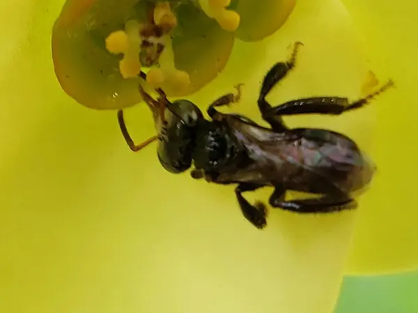 Sarı Çiçekteki Siyah Arının Yakın Çekimi