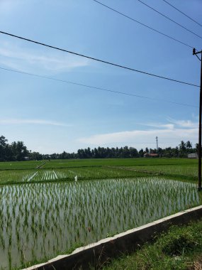 Açık mavi gökyüzü ile pirinç tarlası manzarası