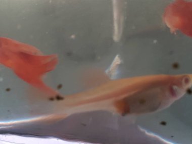 Bir Tankta Yüzen İki Guppie