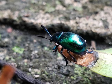 Yapraktaki Parlak Yeşil Böceğin Yakın Çekim Görüntüsü