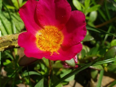 Close-up of a vibrant pink flower with a yellow center surrounded by green foliage. clipart