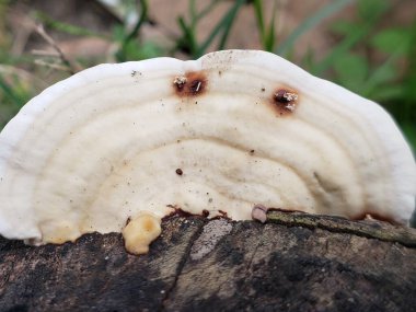 Çürüyen Ormanda Büyüyen Beyaz Mantarın Yakın Çekimi