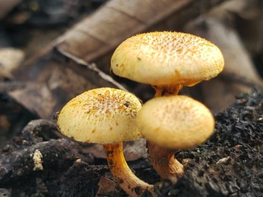 Orman zemininde büyüyen üç sarı mantar.
