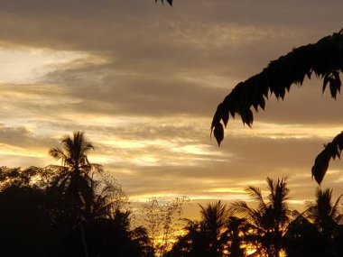 Siluetli Palmiye Ağaçları ve Dallarıyla Altın Gün Batımı