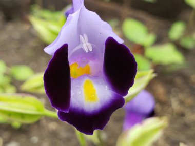 Close-up of a Purple and White Flower with a Yellow Center clipart