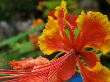 Su Damlacıkları ile Kırmızı ve Sarı Çiçeklerin Yakın Çekimi