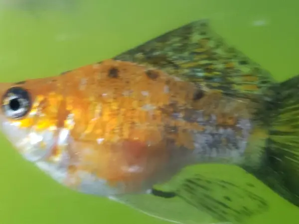 Mor gözlü turuncu ve yeşil bir balığın yakın çekimi.