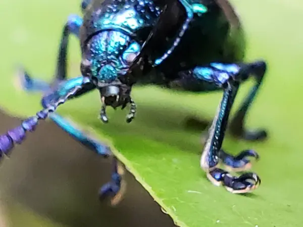 Yeşil Yaprak üzerindeki Metalik Mavi Böceğin Yakın Çekim Görüntüsü
