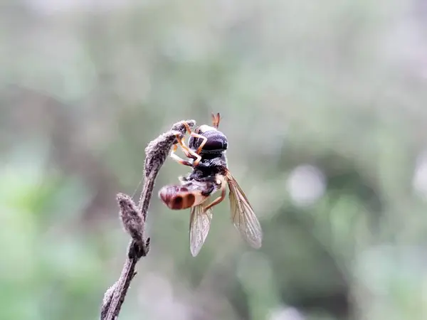 Bulanık Yeşil Arkaplan 'a tünemiş Uçan Sinek