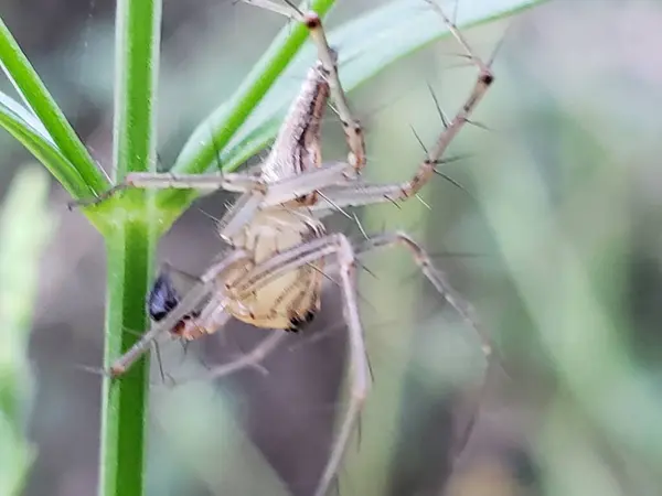 Yeşil bir sapı olan örümceğe yakın çekim